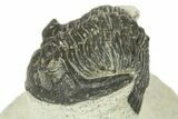 Bargain, Hollardops Trilobite Fossil - Ofaten, Morocco #272464-2